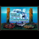 Wild-Dolphins